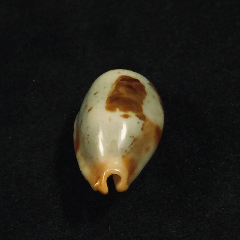 Bistolida stolida aureliae T. Cossignani, 2017 - 25,1mm