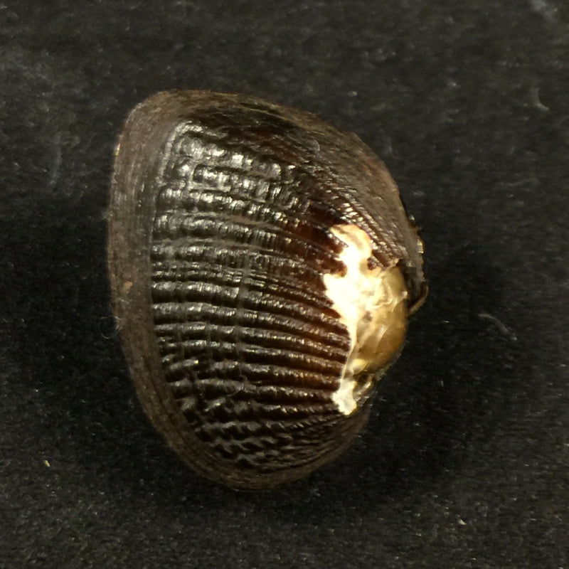 Rhipidodonta hylaea (Orbigny, 1835) - 27,7mm