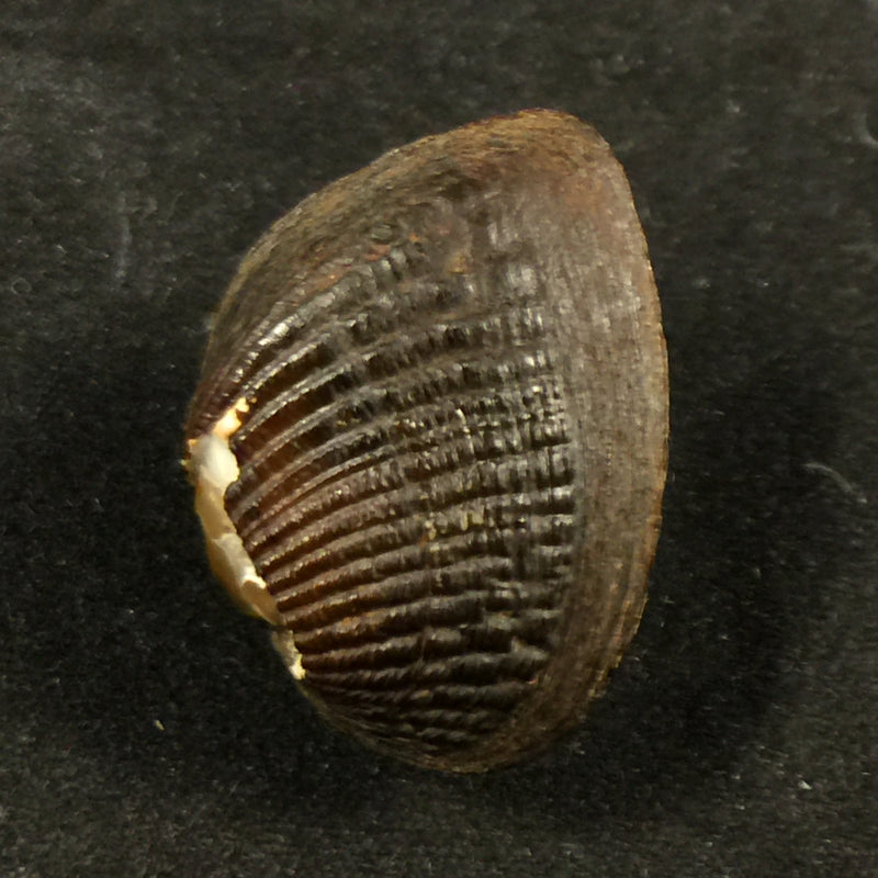 Rhipidodonta hylaea (Orbigny, 1835) - 27,7mm