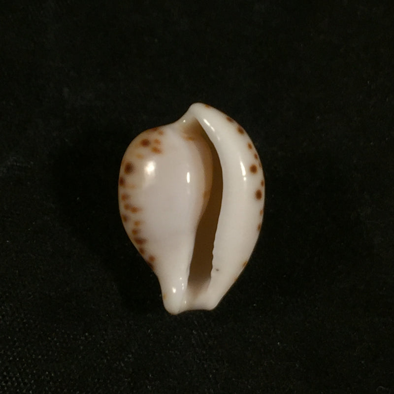 Cypraeovulaa algoensis sanfranciscana Chiapponi, 1999 - 19,9mm