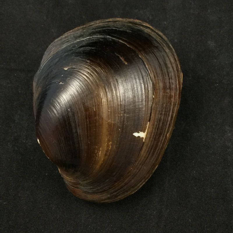 Rhipidodonta rhombea (Wagner, 1827) - 69,5mm