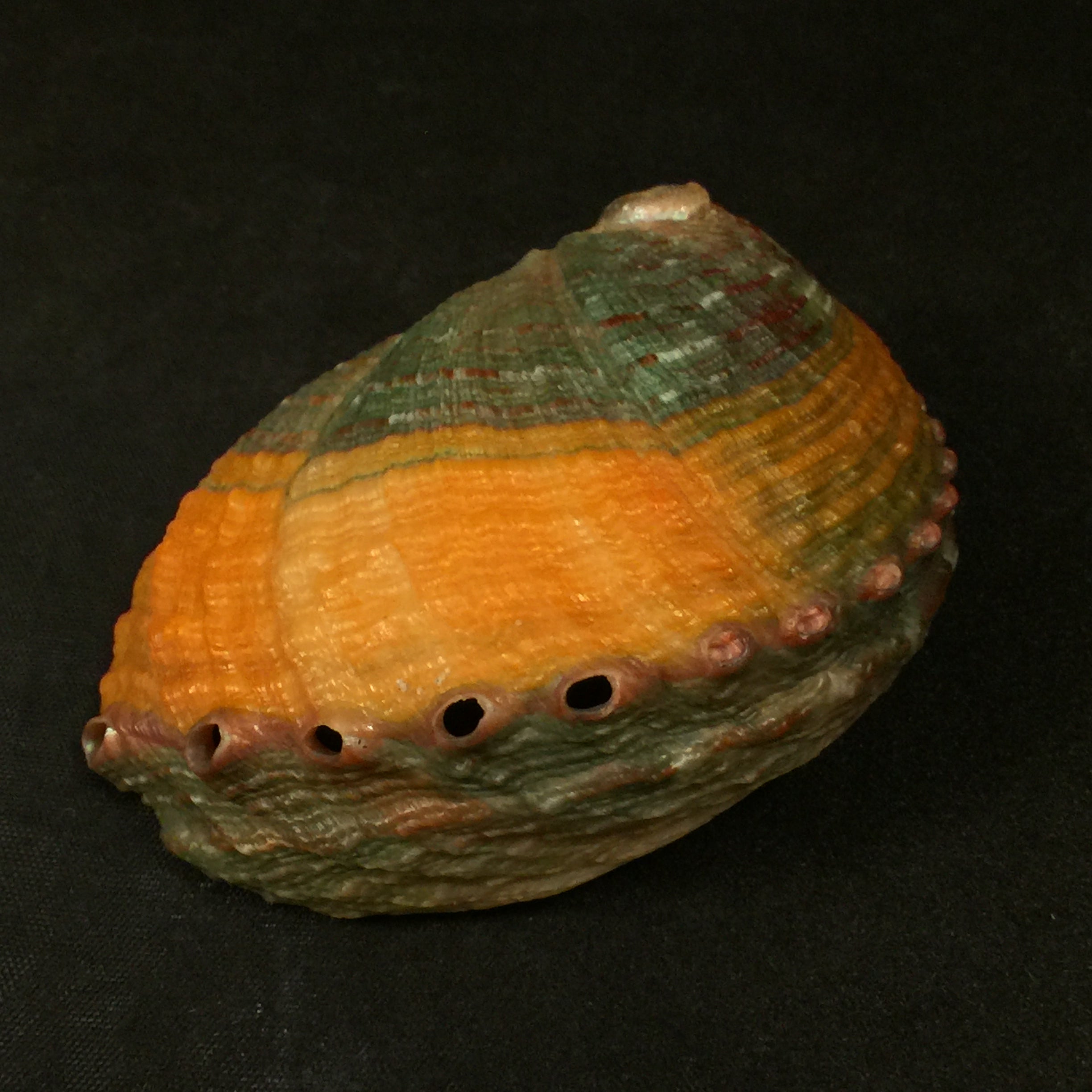 Haliotis kamtschatkaua assimilis Dall, 1878 - 78,8mm
