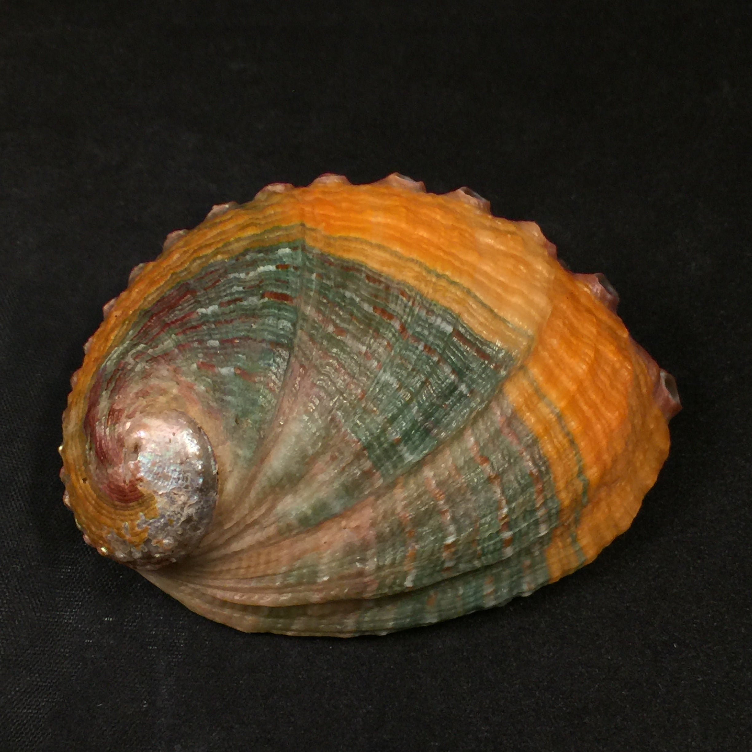 Haliotis kamtschatkaua assimilis Dall, 1878 - 78,8mm