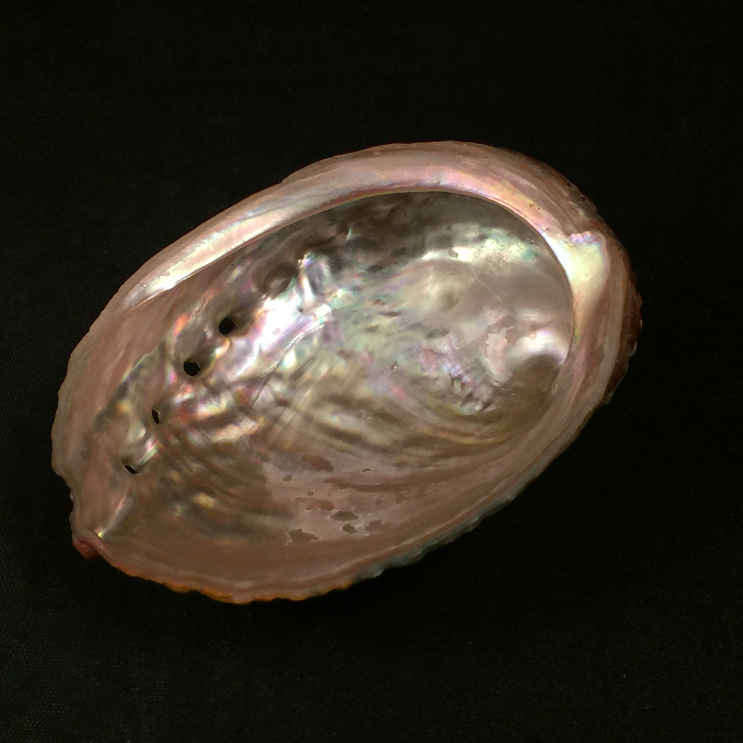 Haliotis kamtschatkaua assimilis Dall, 1878 - 78,8mm