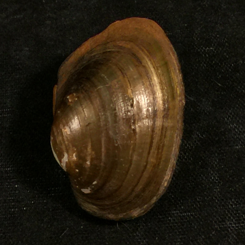 Coelatura aegyptiaca (Cailliaud, 1827) - 28,8mm