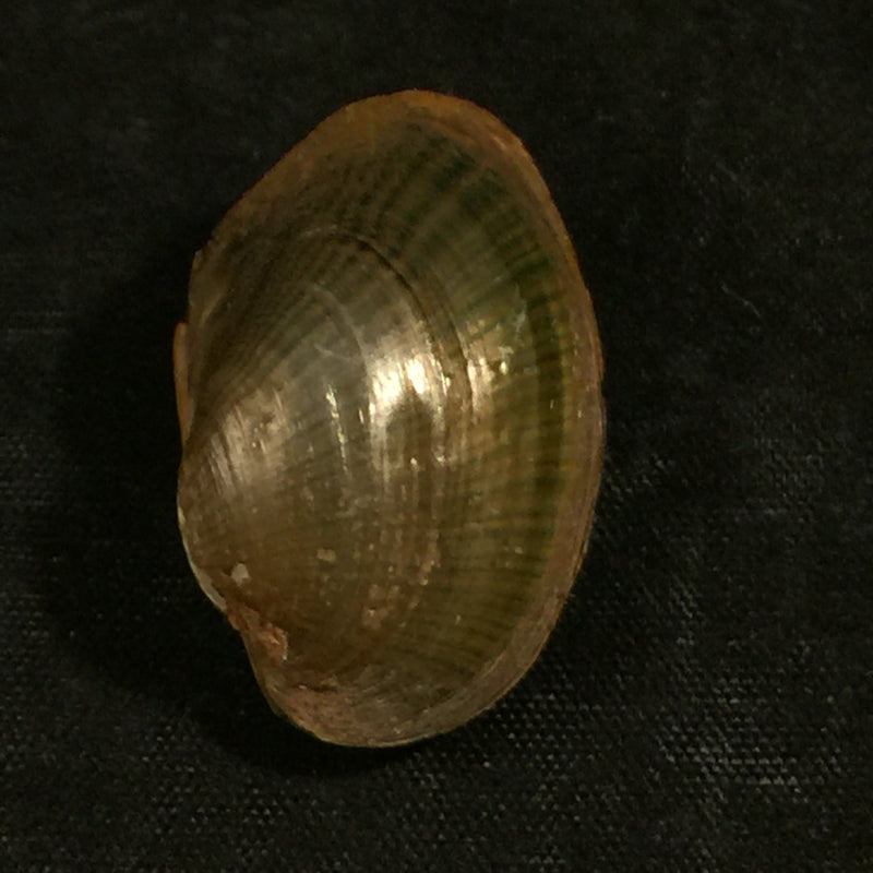 Coelatura aegyptiaca (Cailliaud, 1827) - 29,4mm