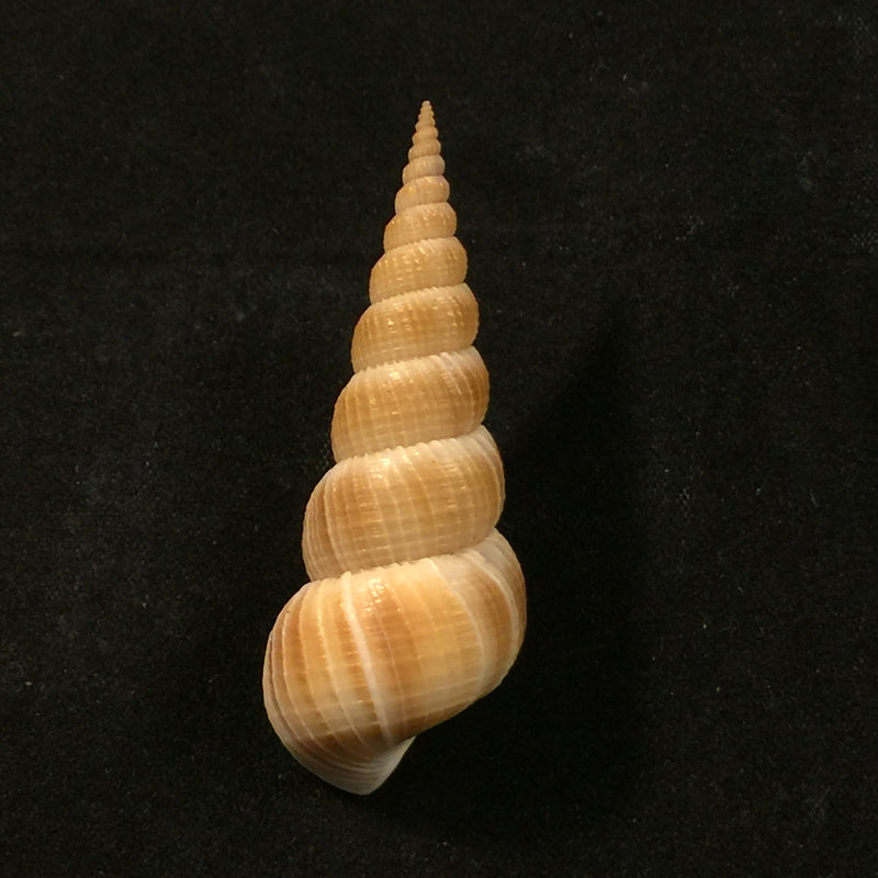 Amaea mitchelli (Dall, 1896) - 51,5mm