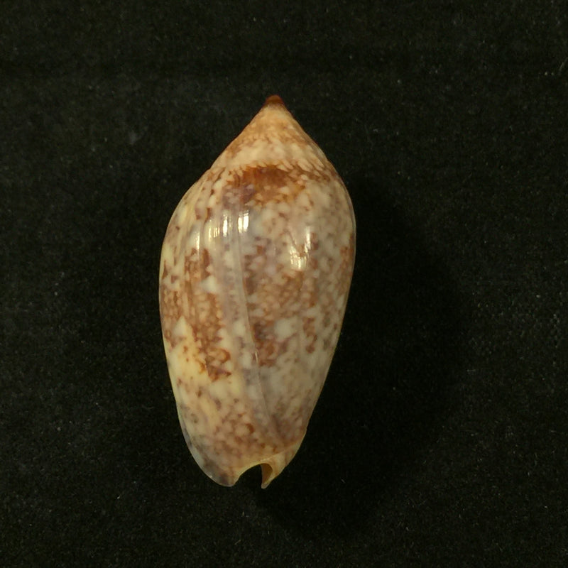 Plicoliva zelindae (Petuch, 1979) - 31,3mm