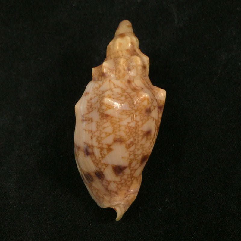 Odontocymbiola cleryana (Petit, 1856) - 46,2mm