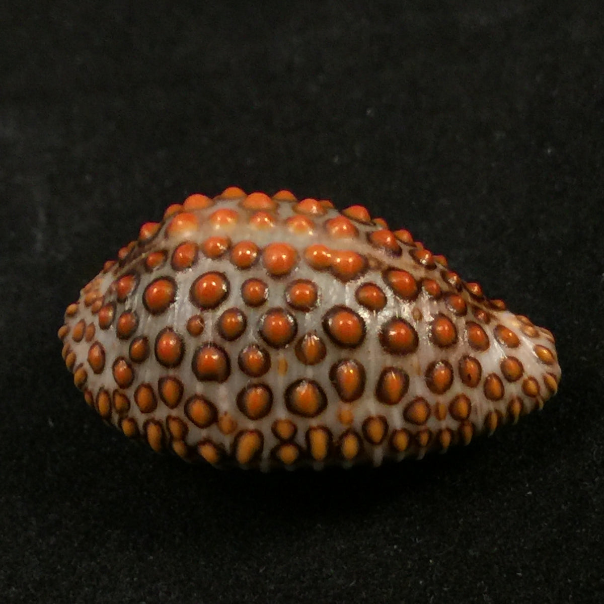 Jenneria pustulata (Lightfoot, 1786) - 24,7mm