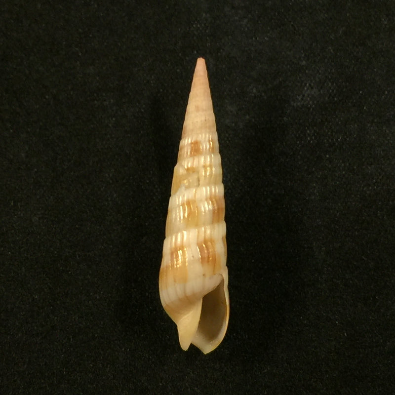 Terebra affinis Gray, 1834 - 35,5mm