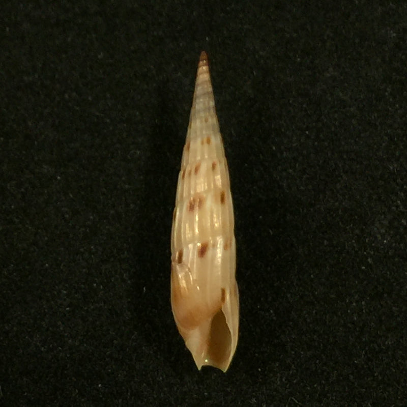 Hastula lepida (Hinds, 1844) - 20,4mm
