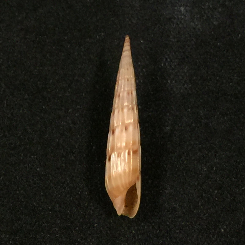 Hastula lepida (Hinds, 1844) - 21,7mm