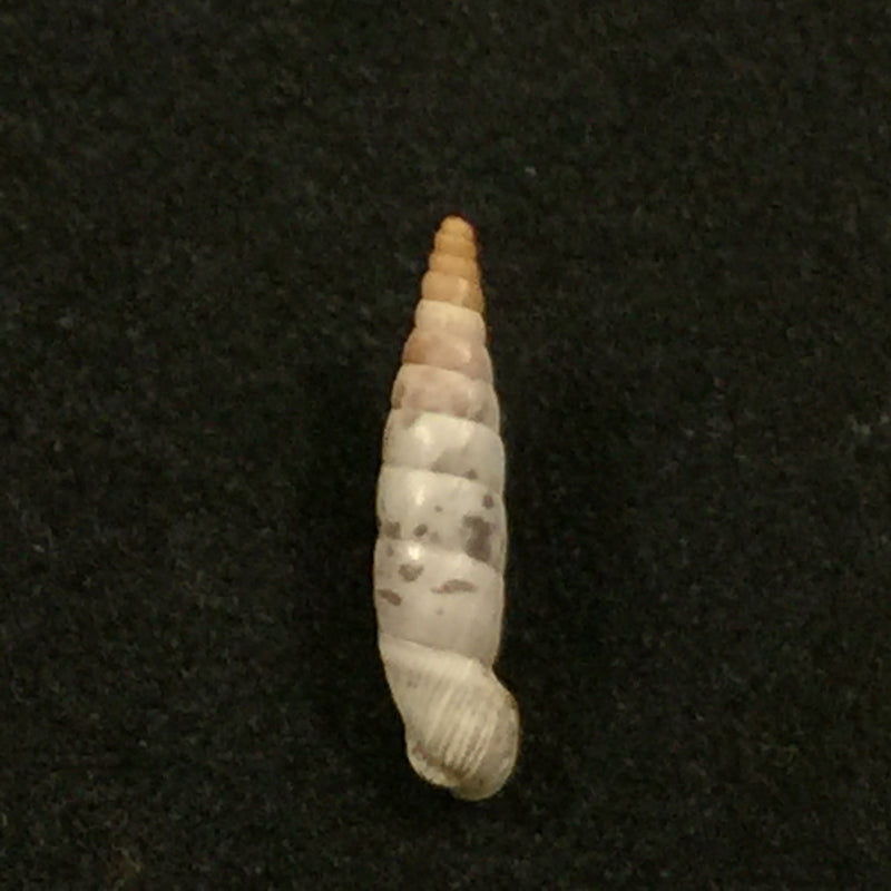 Albinaria puella puella (L. Pfeiffer, 1850) - 14,5mm
