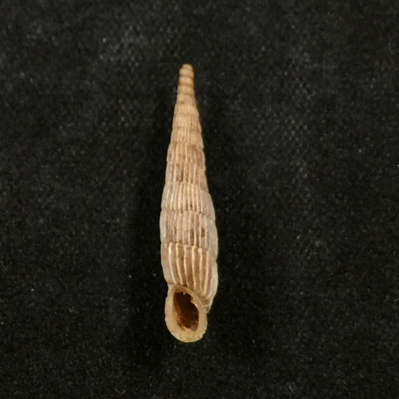 Albinaria praeclara drakakisi (Maltzan, 1884) - 20,4mm