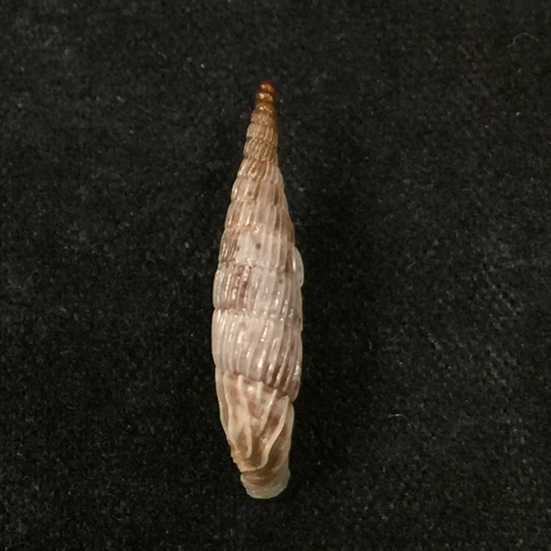 Albinaria praeclara parallelifera (O. Boettger, 1878) - 19,5mm