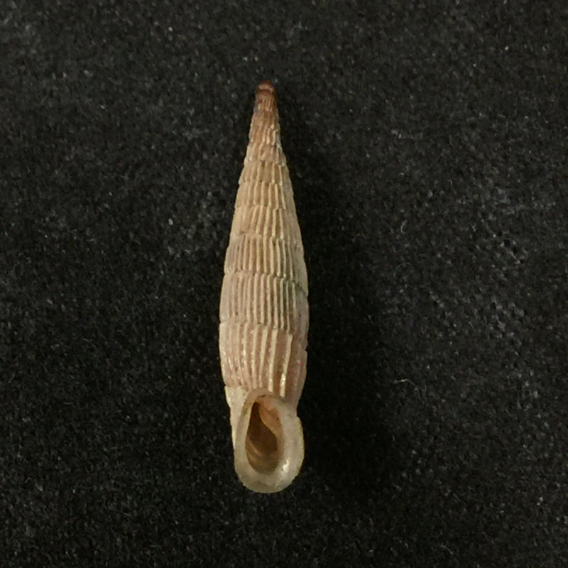 Albinaria praeclara parallelifera (O. Boettger, 1878) - 19,5mm