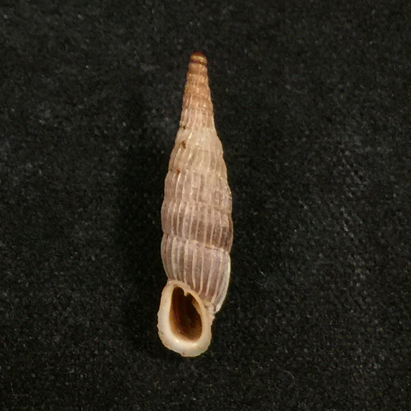 Albinaria praeclara rudis (L. Pfeiffer, 1864) - 18,5mm