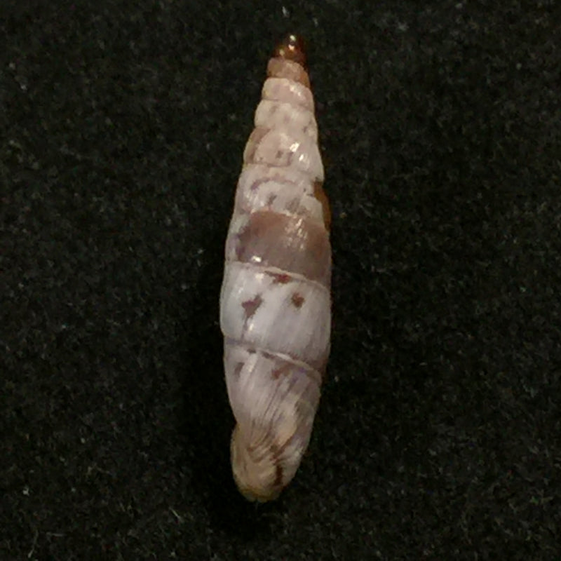 Albinaria brevicollis kosensis (Pfeiffer, 1855) - 15,2mm