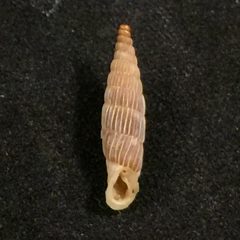 Albinaria lerosiensis (Pfeiffer, 1841) - 15,7mm