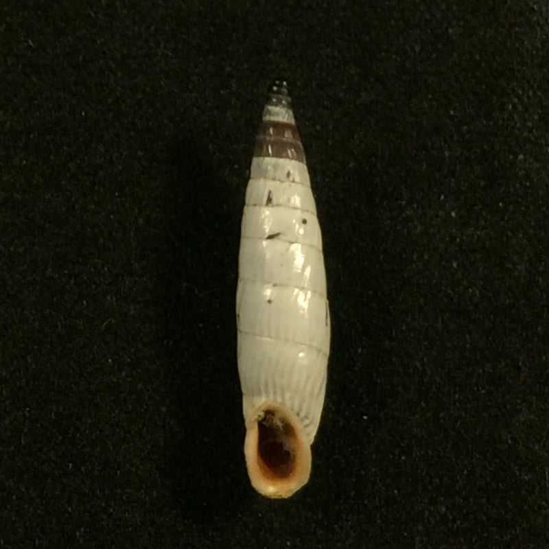 Albinaria teres nordsiecki Zilch, 1977 - 20,3mm