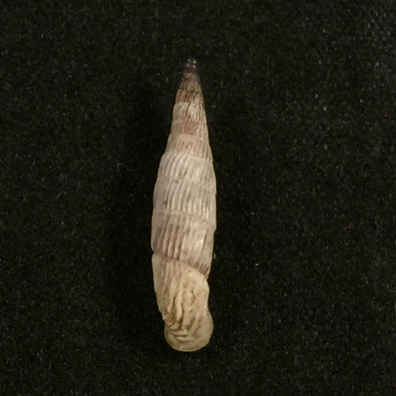 Albinaria cretensis virginea (L. Pfeiffer, 1846) - 17,3mm