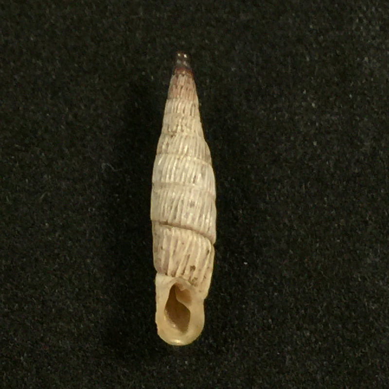 Albinaria cretensis virginea (L. Pfeiffer, 1846) - 17,3mm