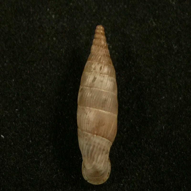 Albinaria cretensis strigata (L. Pfeiffer, 1850) - 17,5mm