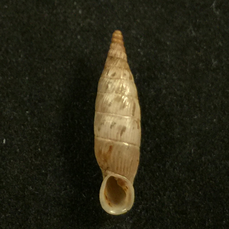 Albinaria cretensis strigata (L. Pfeiffer, 1850) - 17,5mm