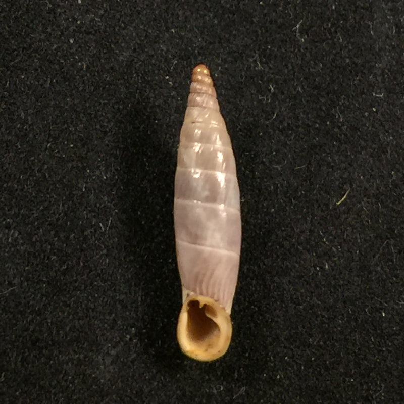 Albinaria cretensis virginea (L. Pfeiffer, 1846) - 18,4mm