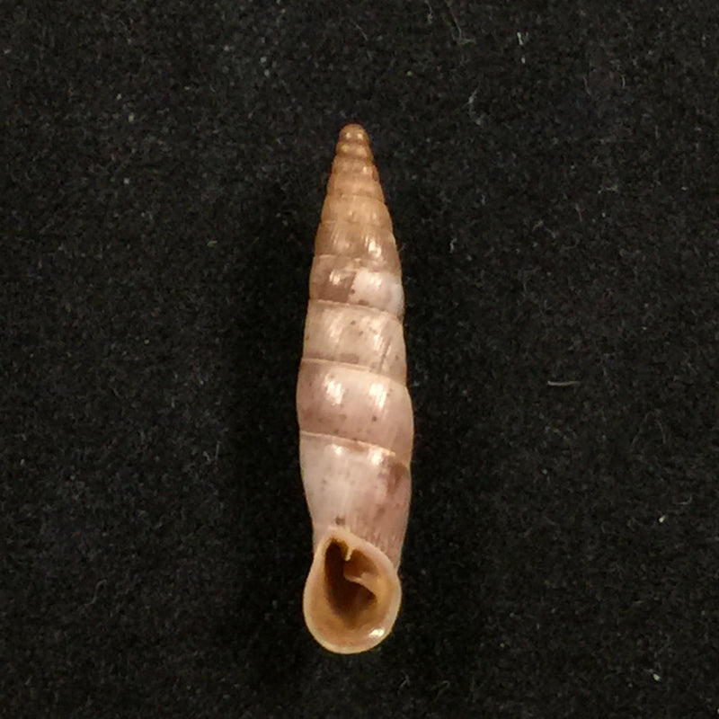 Albinaria candida (L. Pfeiffer, 1850) - 20,7mm