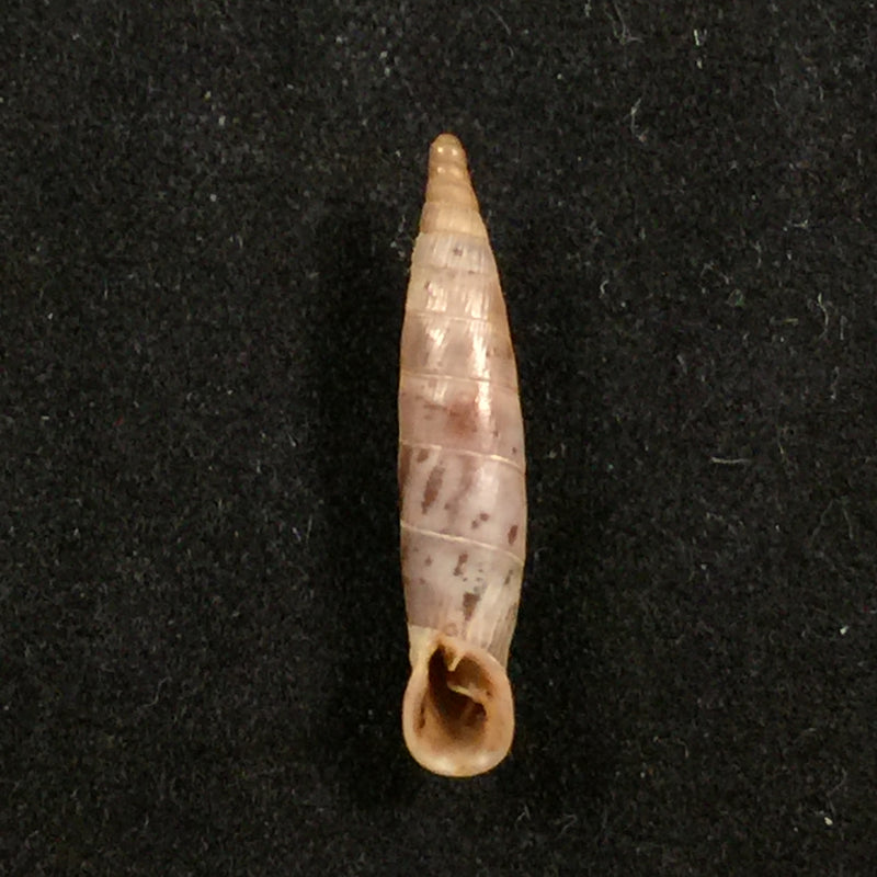 Albinaria candida (L. Pfeiffer, 1850) - 20,8mm