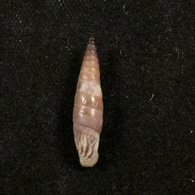 Albinaria corrugata corrugata (Bruguière, 1792) - 16,7mm