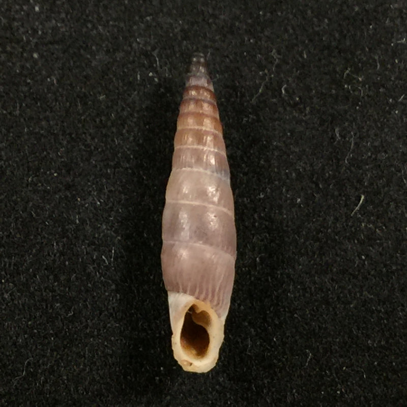 Albinaria corrugata corrugata (Bruguière, 1792) - 16,7mm