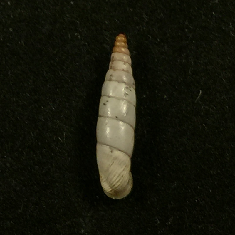 Albinaria caerulea maculata (Rossmässler, 1836) - 15,1mm