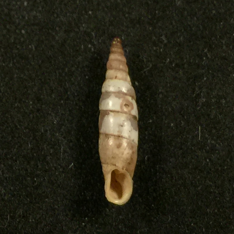 Albinaria caerulea maculata (Rossmässler, 1836) - 15mm