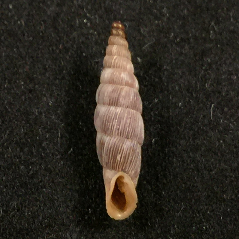 Albinaria caerulea altecostata (L. Pfeiffer, 1886) - 15,6mm