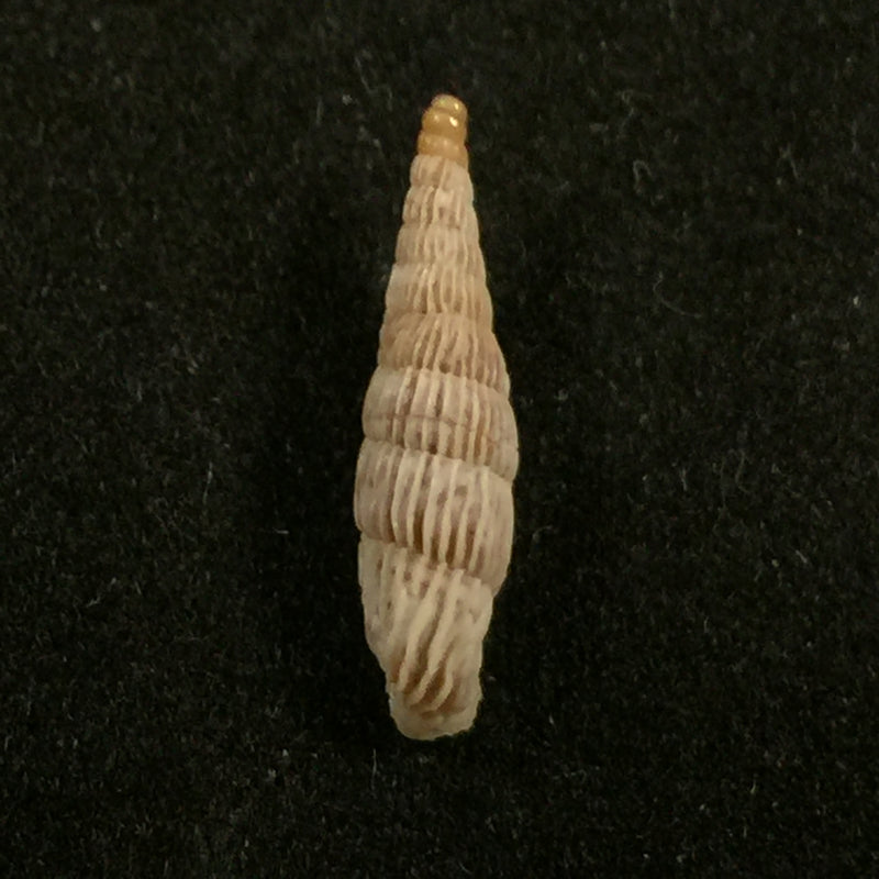 Albinaria saxatilis (L. Pfeiffer, 1846) - 14,4mm