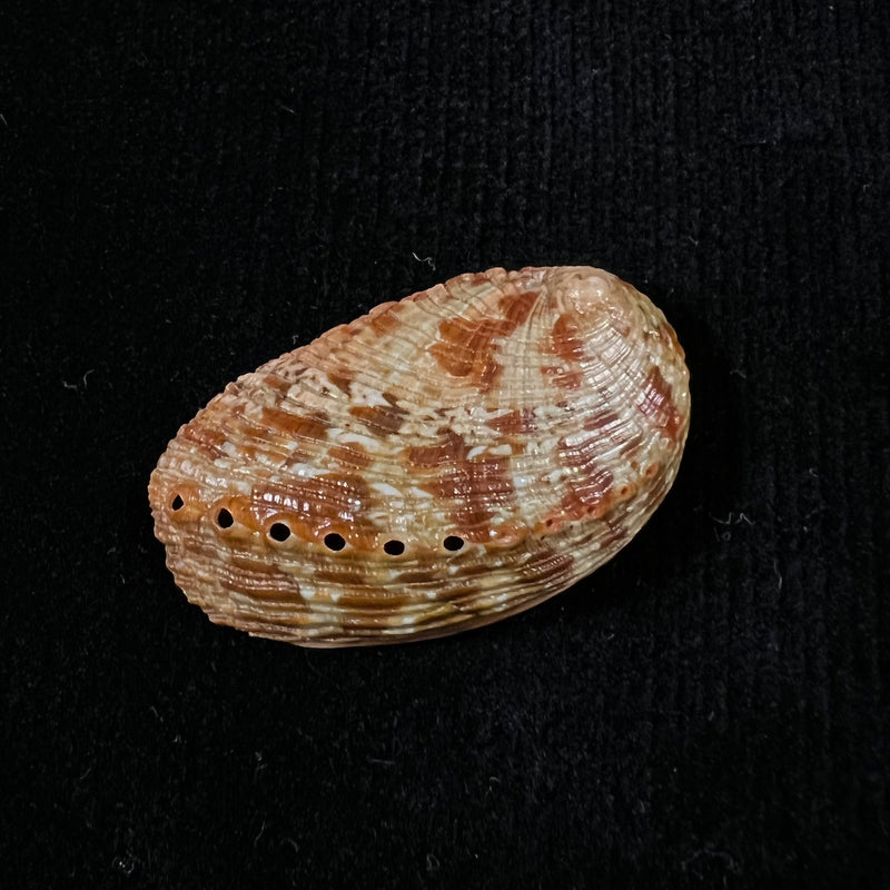 Haliotis tuberculata coccinea Reeve, 1846 - 35,8mm