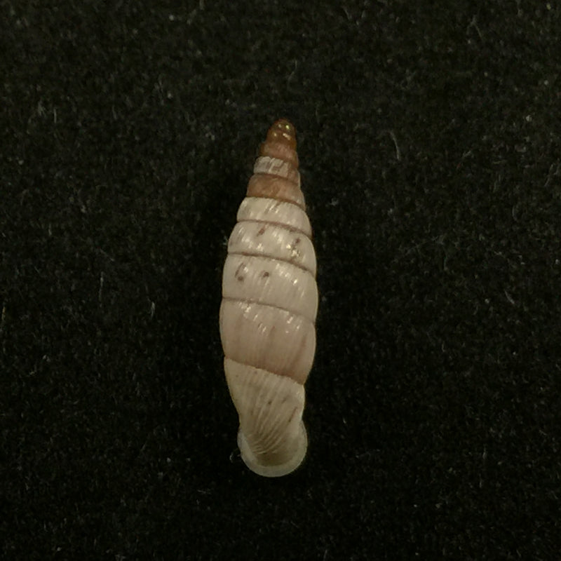 Albinaria schuchii schuchii (Rossmässler, 1836) - 11,5mm