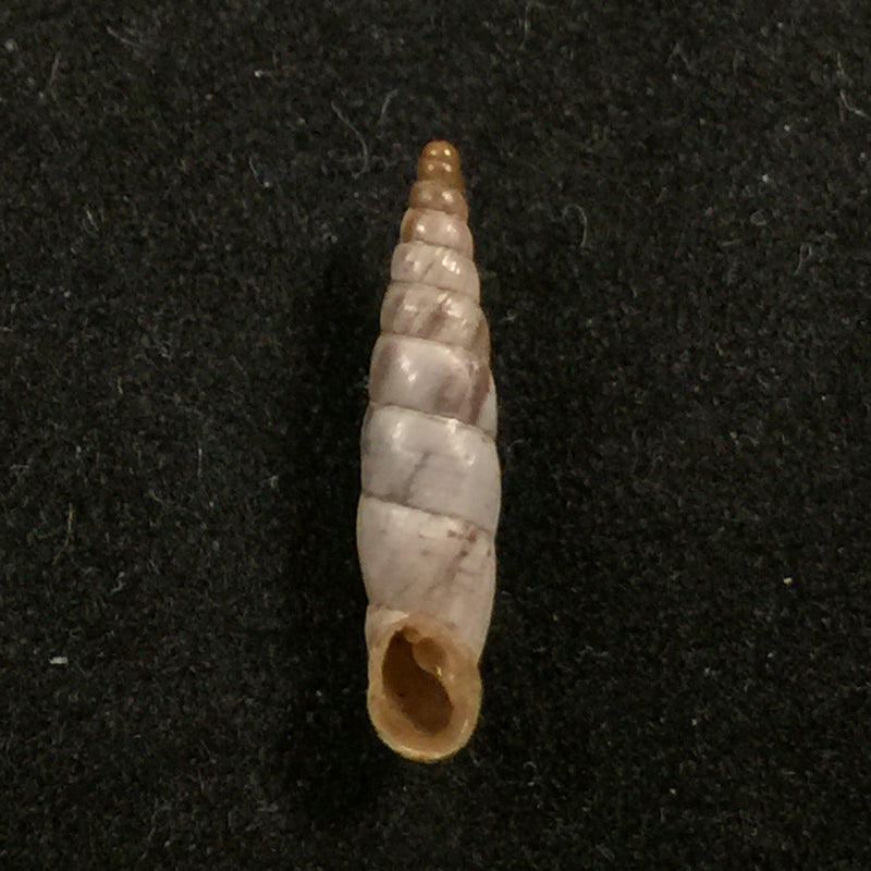 Albinaria scopulosa epirotes H. Nordsieck, 1974 - 14,1mm