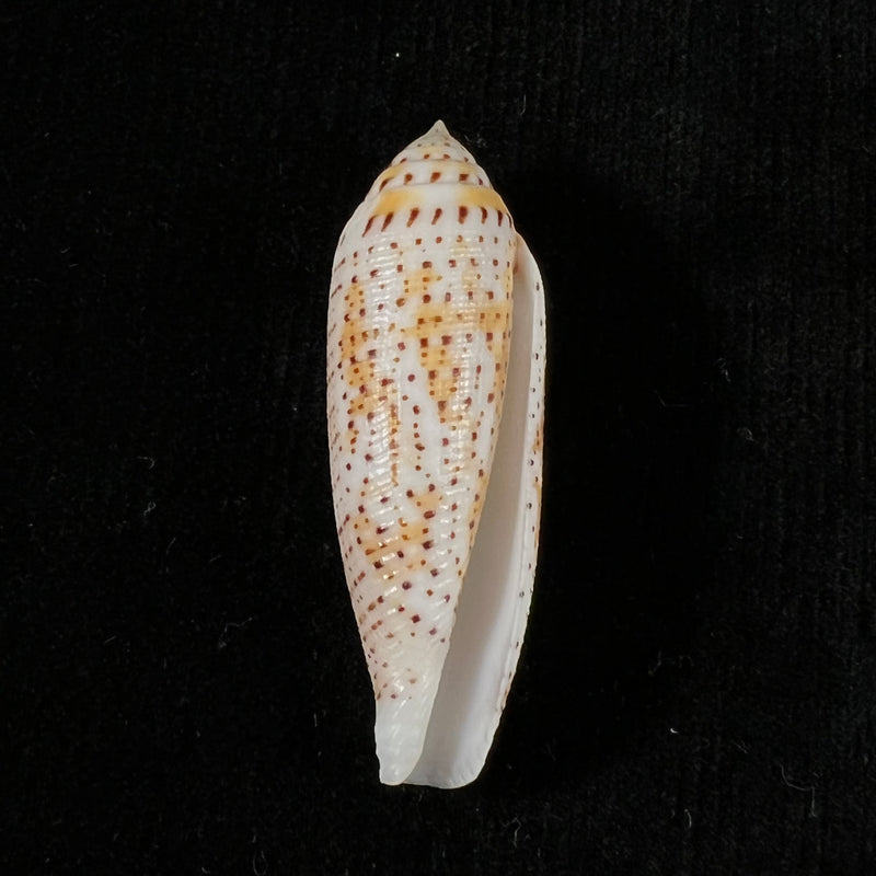Conus nussatella Linnaeus, 1758 - 46,3mm