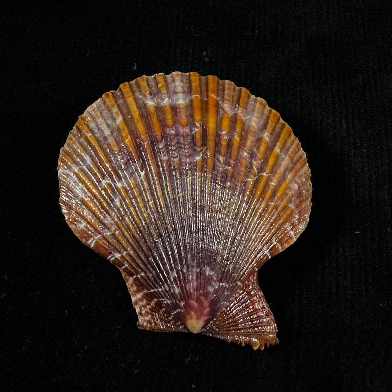 Mimachlamys sanguinea (Linnaeus, 1758) - 51,5mm