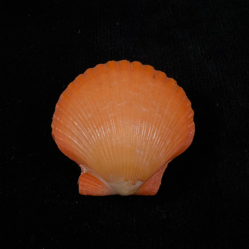 Aequipecten flabellum (Gmelin, 1791) - 42,6mm