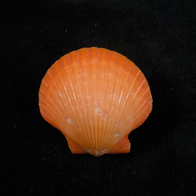 Aequipecten flabellum (Gmelin, 1791) - 42,6mm
