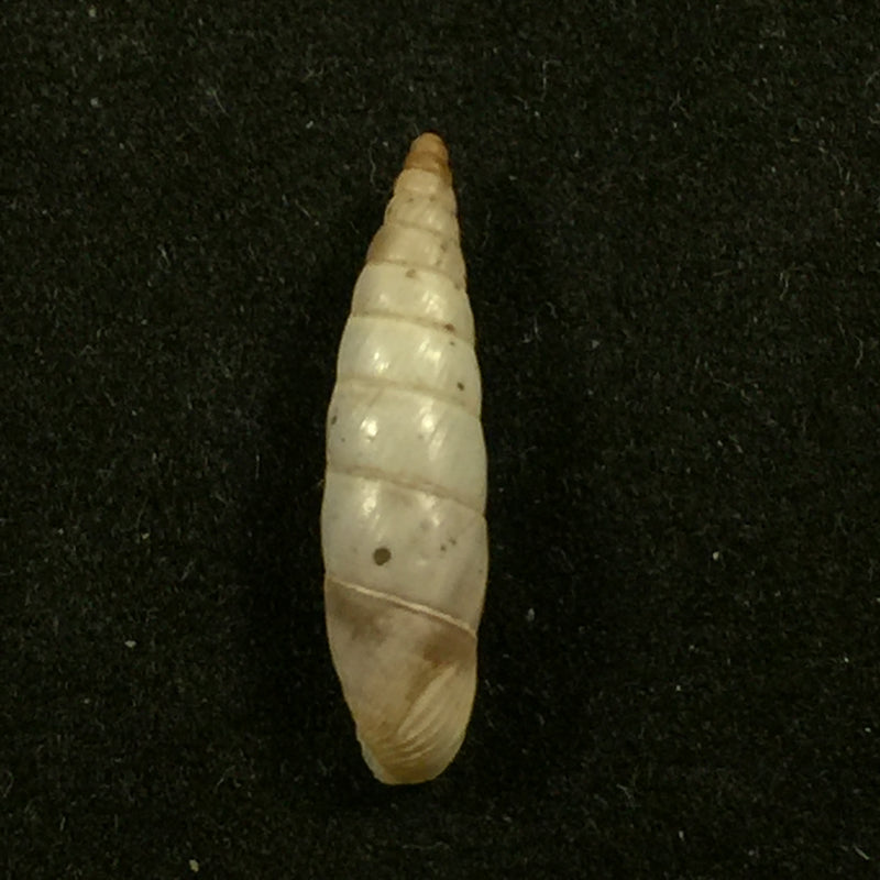 Albinaria nivea cathara (Westerlund, 1894) - 18,2mm