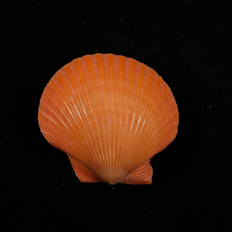 Aequipecten flabellum (Gmelin, 1791) - 44mm