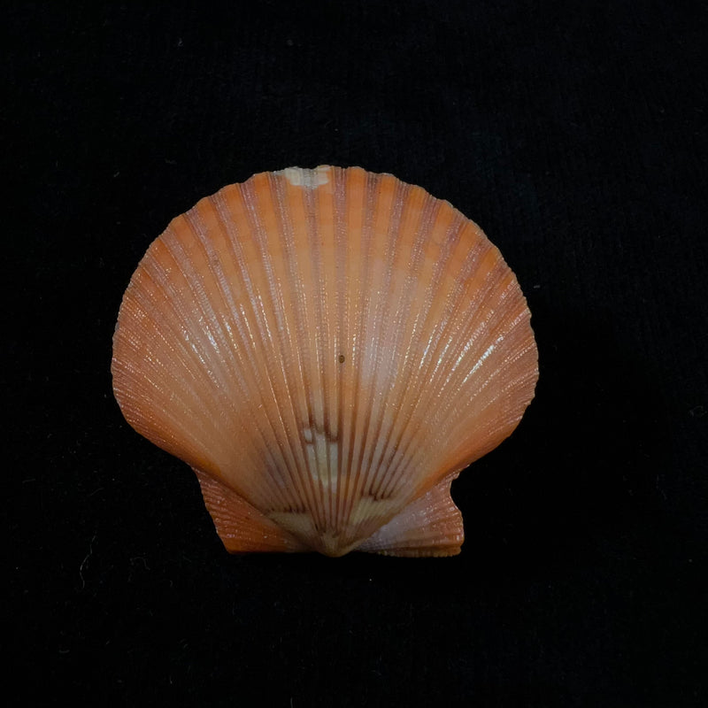 Aequipecten flabellum (Gmelin, 1791) - 42,4mm