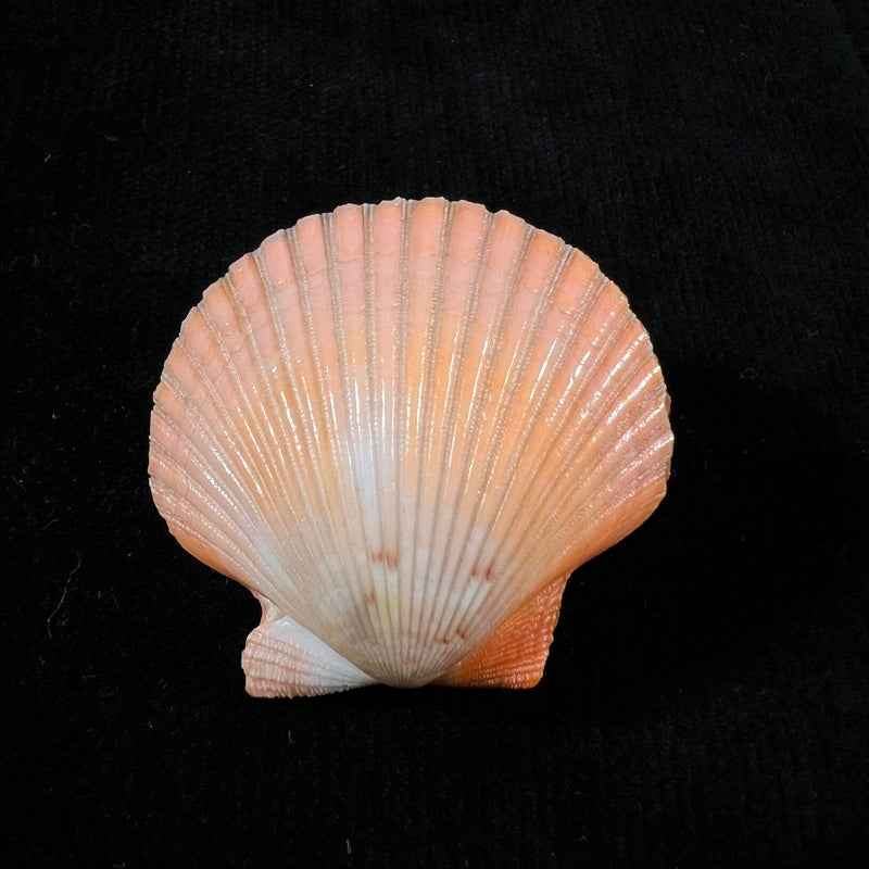 Aequipecten flabellum (Gmelin, 1791) - 42,4mm