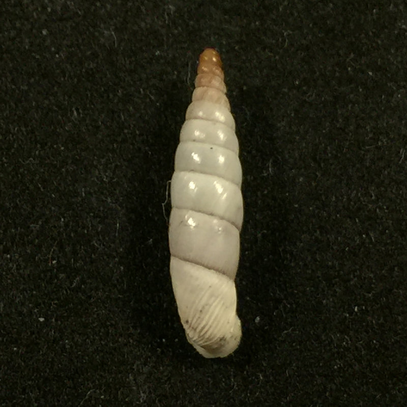 Albinaria nivea messenica (E. von Martens, 1876) - 16,2mm